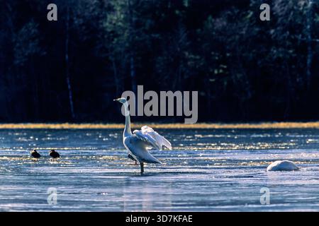 Beau cygne Whooper levant ses ailes sur un lac gelé sur un lac forestier Banque D'Images