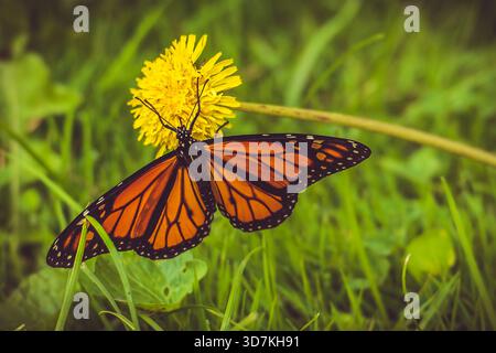 Papillon monarque perché sur une fleur de pissenlit jaune dans un champ herbeux Banque D'Images