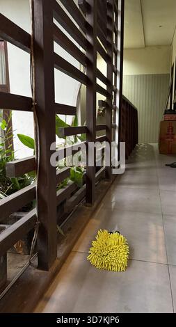 Couloir avec cloison en bois, plantes en pot et gant de nettoyage jaune Banque D'Images