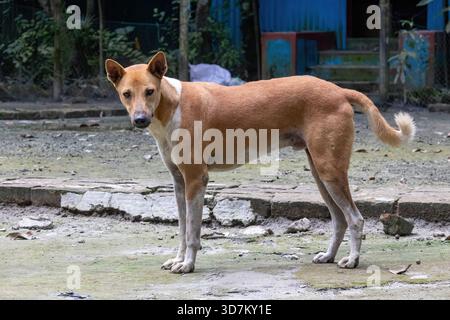 Un chien de Desi attentif (chien Pariah indien ou chien d'Asie du Sud), également connu sous le nom de Desi Kutta, en alerte et regardant directement la caméra dans un village Banque D'Images