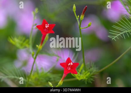 Blooming Red Star Glory (Ipomoea quamoclit), également connu sous le nom de Cypress Vine et Hummingbird Vine, avec des fleurs et des bourgeons magnifiquement affichés en été Banque D'Images
