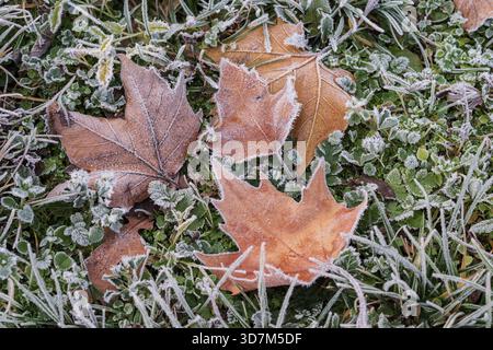Feuilles d'érable givrées modernes reposant sur l'herbe d'hiver gelée, surface glacée détaillée et fond naturel de texture saisonnière Banque D'Images