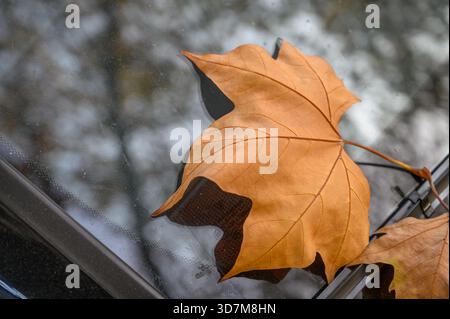 Une seule feuille d'érable jaune collée au pare-brise d'une voiture. Symbolise l'automne, la transition et les changements saisonniers en milieu urbain. Banque D'Images