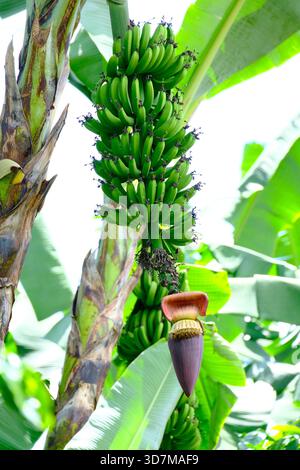 Plante de banane avec des fruits et des fleurs en développement, montrant différents stades de croissance naturelle dans un environnement tropical. Banque D'Images