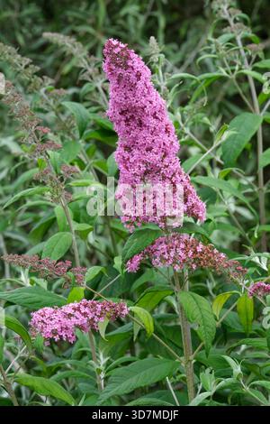 Buddleja Pink Delight, Butterfly Bush Pink Delight, panicules de fleurs rose vif avec des yeux orange en été Banque D'Images