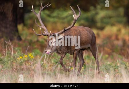 Gros plan d'un majestueux cerf rouge avec sa langue et de grands bois marchant dans une prairie, Royaume-Uni Banque D'Images