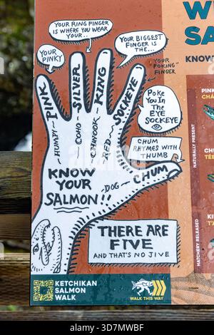 Panneau éducatif illustrant les cinq types de saumon sur la promenade du saumon le long du ruisseau Ketchikan à Ketchikan, Alaska, États-Unis Banque D'Images