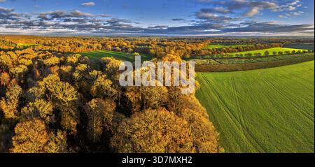 Forêt de Harewood et champ d'orge d'hiver près de Longparish. Andover, Hampshire, Angleterre. Banque D'Images