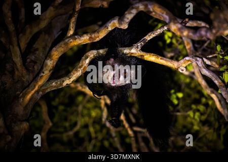 Un lémurien suspendu la tête en bas dans un arbre la nuit dans la zone protégée de Daraina Loky-Manambato, Madagascar Banque D'Images