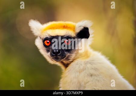 Portrait d'un sifaka couronné d'or à Daraina Madagascar. Banque D'Images