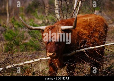 Vache des Highlands pâturant parmi les arbres dans une clairière forestière Banque D'Images