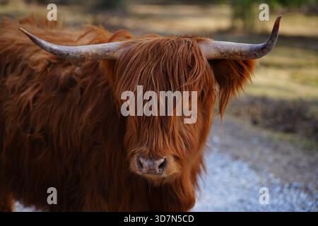 Vache des Highlands pâturant parmi les arbres dans une clairière forestière Banque D'Images