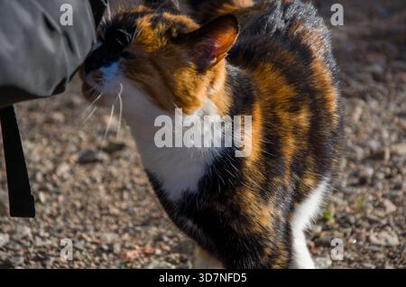 Curious Calico Cat reniflant un objet à l'extérieur, montrant un motif de fourrure en écaille de tortue Banque D'Images