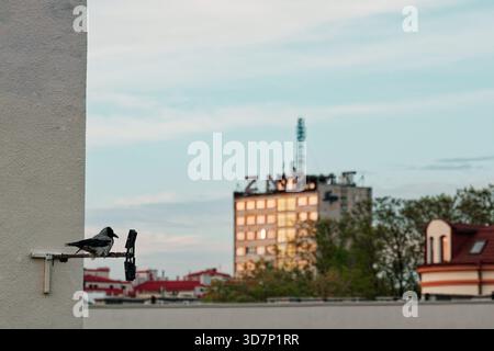 Scène urbaine avec un corbeau perché sur une antenne murale, donnant sur un bâtiment lointain avec des fenêtres réfléchissantes et un ciel brumeux Banque D'Images