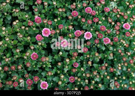Bourgeons de chrysanthème rose. Un amas dense de bourgeons de chrysanthème rose poussant dans le jardin, capturés dans la lumière du jour douce pour un dos floral propre et naturel Banque D'Images