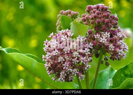 Gros plan sur les grappes de fleurs d'weed et magnifique bokeh Banque D'Images
