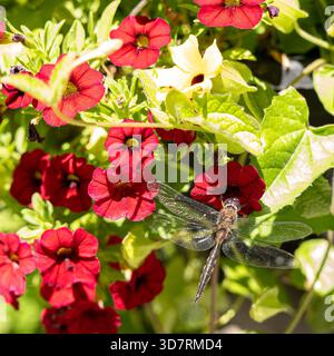 Libellule, Odonata Anisoptera, sur une fleur rouge Calibrachoa en fleur dans un jardin, avec d'autres fleurs et feuilles vertes. Banque D'Images