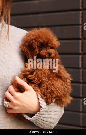 Chiot caniche en peluche tenu à l'extérieur par une personne près du mur, détail fourrure moelleuse. Concept de compagnonnage Banque D'Images