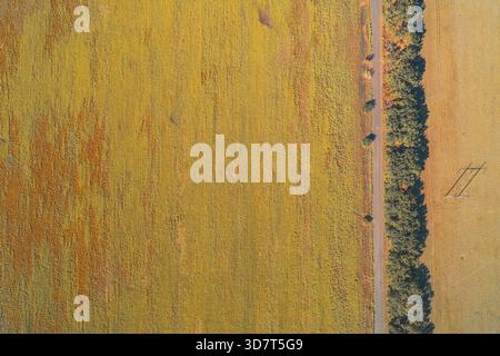Composition abstraite aérienne montrant une limite verticale nette entre un champ de culture jaune vif et un champ de chaume brun. Illustre la division géométrique des terres et le contraste agricole. Banque D'Images