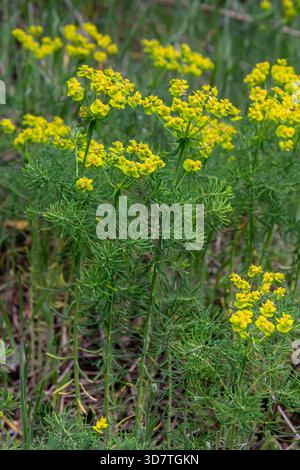 Euphorbia cyparissias, également connu sous le nom de Cypress Spurge, présente des grappes de fleurs jaune-vert au milieu d'un feuillage luxuriant en forme d'aiguilles dans un pré au printemps. Banque D'Images