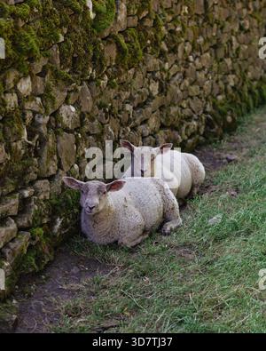 Deux moutons se reposent paisiblement à côté d'un mur de pierre recouvert de mousse dans le Peak District, au Royaume-Uni. Un moment rural calme montrant le calme, la vie de campagne. Banque D'Images