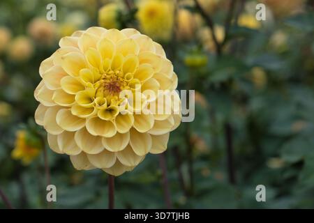 Dahlia de style pompom unique en fleur à Ocotber dans le Kent Banque D'Images
