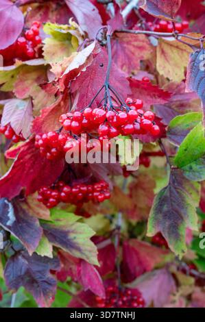 Rose de Guelder (Viburnum opulus), également connu sous le nom de cranberrybush européen Banque D'Images