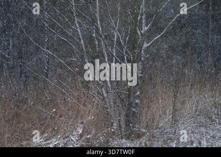 Bouleaux poussiéreux de neige et roseaux d'hiver dans une scène boisée pendant la neige tombante Banque D'Images