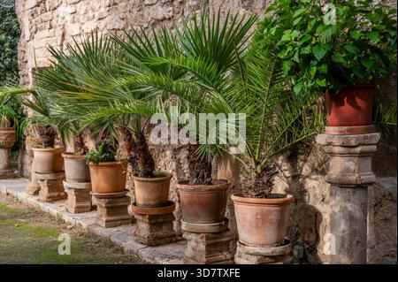 Palma de Majorque, Baños Arabes, bains arabes, Banys Arabs, jardins des bains arabes, Banque D'Images