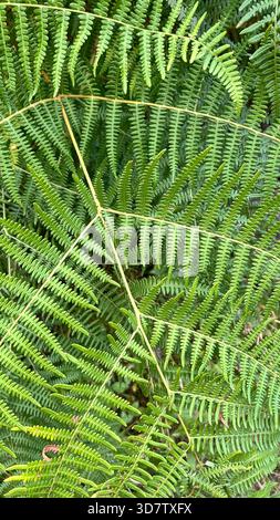 Close-up de fougères Banque D'Images