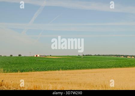Champ rural vert avec système d'irrigation en été, effet de balayage. Banque D'Images