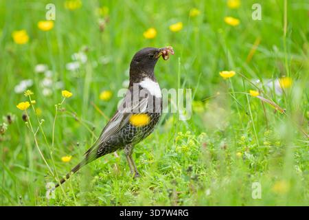 Un anneau Ouzel debout dans une prairie, nourriture à la facture, journée ensoleillée en été dans les Alpes autrichiennes Mühlbach am Hochkönig Autriche Banque D'Images