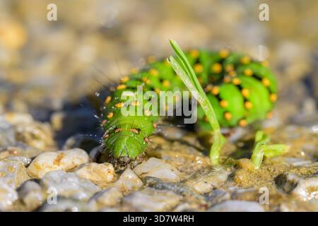 chenille verte colorée d'un petit Emperor Moth rampant sur le sol par une journée ensoleillée Autriche Goldegg Autriche Banque D'Images