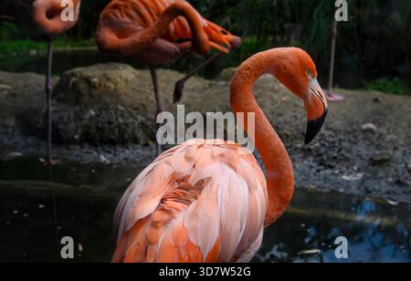 Flamant rose américain (Phoenicopterus ruber) ou flamant rose des Caraïbes. Gros plan. Banque D'Images