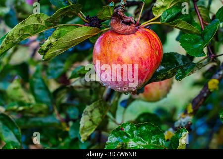 Une seule pomme rouge et jaune mûre et éclatante pend d'une branche feuillue dans un verger, couverte de gouttes de pluie cristallines. Banque D'Images