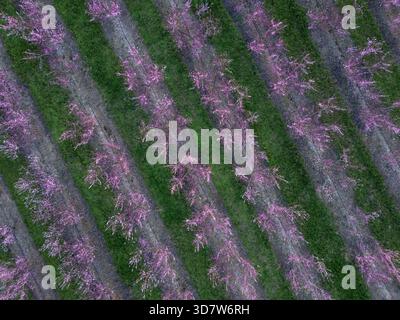 Vue aérienne de rangées d'arbres à fleurs roses avec de l'herbe verte entre les deux. Benissanet, Tarragone, Espagne Banque D'Images