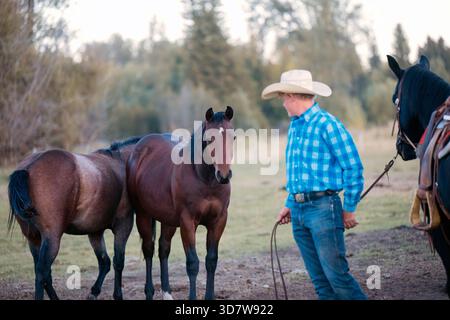 Cow-boy en chemise à carreaux bleus avec des chevaux dans un champ herbeux. Oregon, États-Unis Banque D'Images
