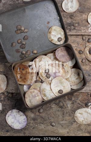 Graines d'honnêteté. Graines et gousses de graines en forme de disque argenté provenant de fleurs honnêtes, également connues sous le nom de Lunaria annua, recueillies dans une boîte métallique Banque D'Images