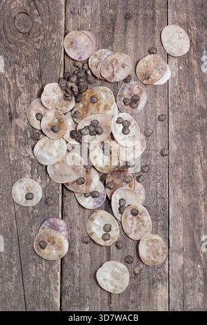 Graines d'honnêteté sur bois. Graines et les gousses de graines en forme de disque argenté de la plante à fleurs, Lunaria annua sur un fond en bois. Banque D'Images