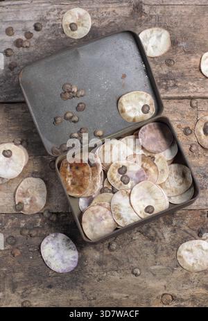 Graines. Graines et gousses de graines en forme de disque argenté provenant de fleurs honnêtes, également connues sous le nom de Lunaria annua, recueillies dans une boîte métallique Banque D'Images