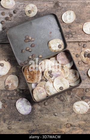 Graines d'honnêteté. Graines et gousses de graines en forme de disque argenté provenant de fleurs honnêtes, également connues sous le nom de Lunaria annua, recueillies dans une boîte métallique Banque D'Images