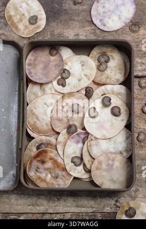 Graines. Graines et gousses de graines en forme de disque argenté provenant de fleurs honnêtes, également connues sous le nom de Lunaria annua, recueillies dans une boîte métallique Banque D'Images
