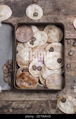 Graines. Graines et gousses de graines en forme de disque argenté provenant de fleurs honnêtes, également connues sous le nom de Lunaria annua, recueillies dans une boîte métallique Banque D'Images