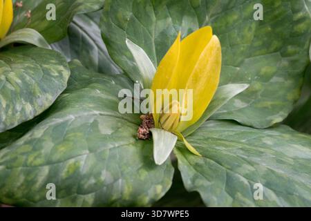 Trillium luteum, American Wood Lily Trillium Flower Banque D'Images