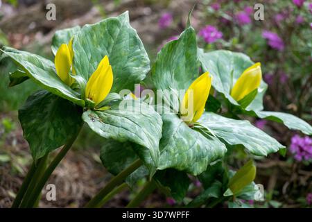 Lys des bois d'Amérique, jardin de fleurs printanières Trillium luteum Banque D'Images