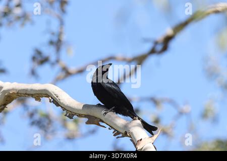Drongo épanglé (Dicrurus bracteatus) Queensland, Australie Banque D'Images