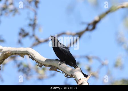 Drongo épanglé (Dicrurus bracteatus) Queensland, Australie Banque D'Images