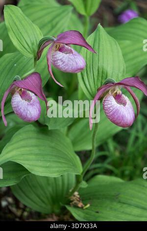 Orchidées de jardin Cypripedium Banque D'Images