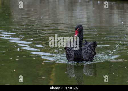 Un cygne noir nage dans le jardin monumental de Valsanzibio, Padoue, Italie Banque D'Images