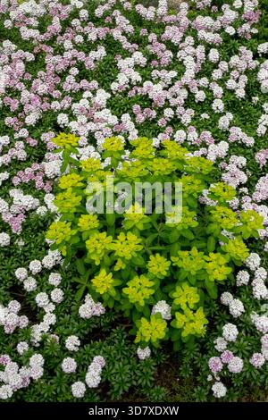 Coussin Spurge Euphorbia epithymoides Sweet Alyssum Lobularia maritima Banque D'Images